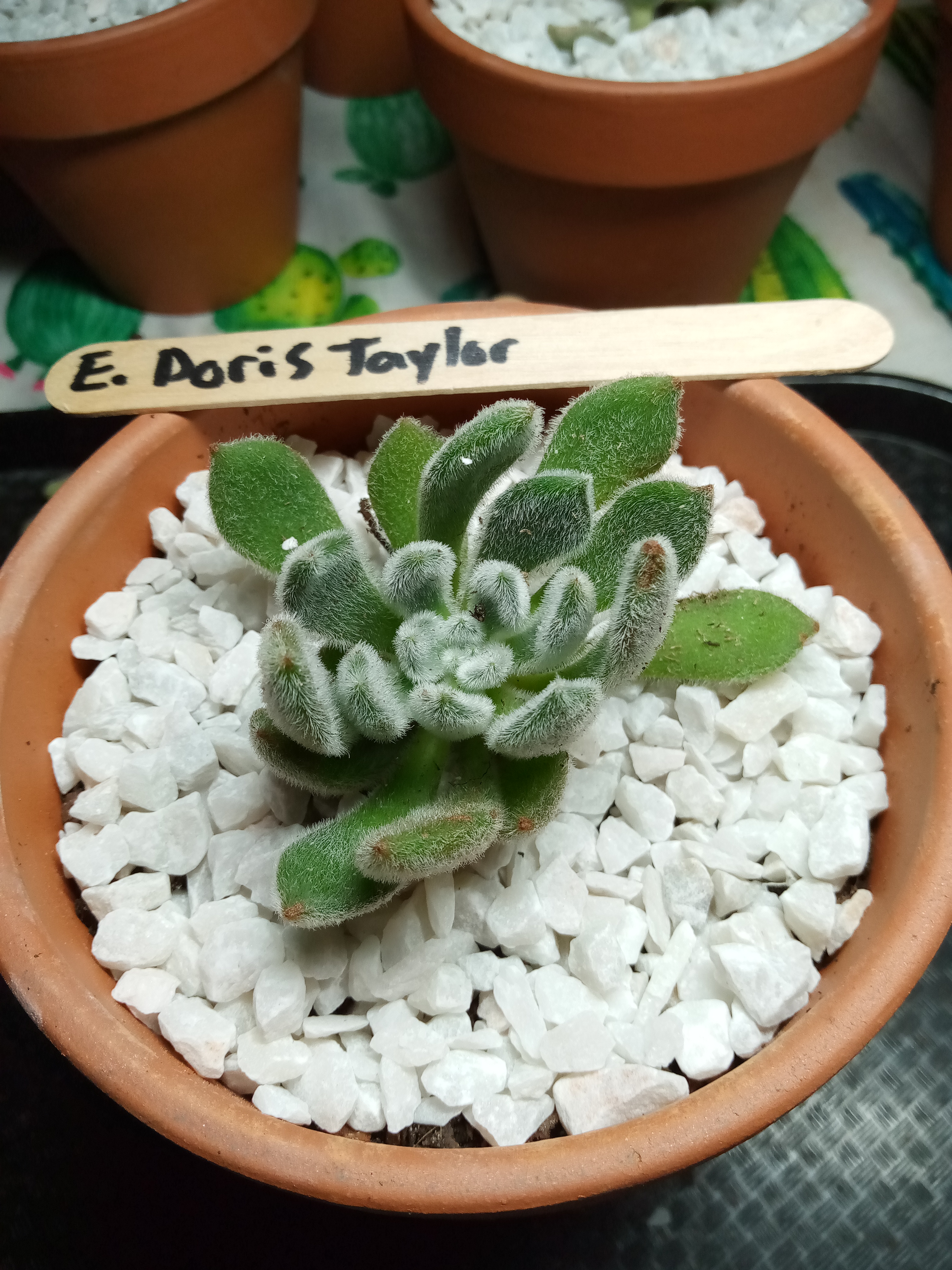 Echeveria Doris Taylor.jpg